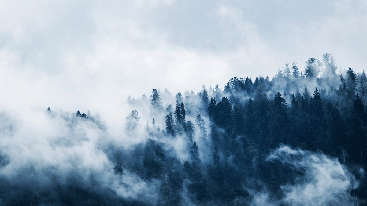 https://www.pexels.com/photo/green-pine-trees-covered-with-fogs-under-white-sky-during-daytime-167699/